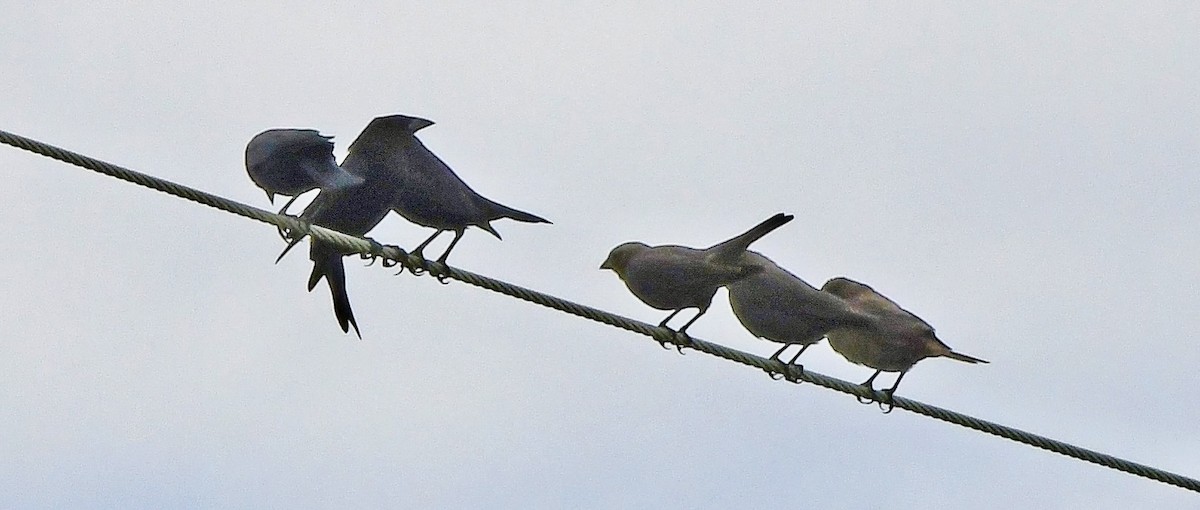 bronsetrupial - ML644715425