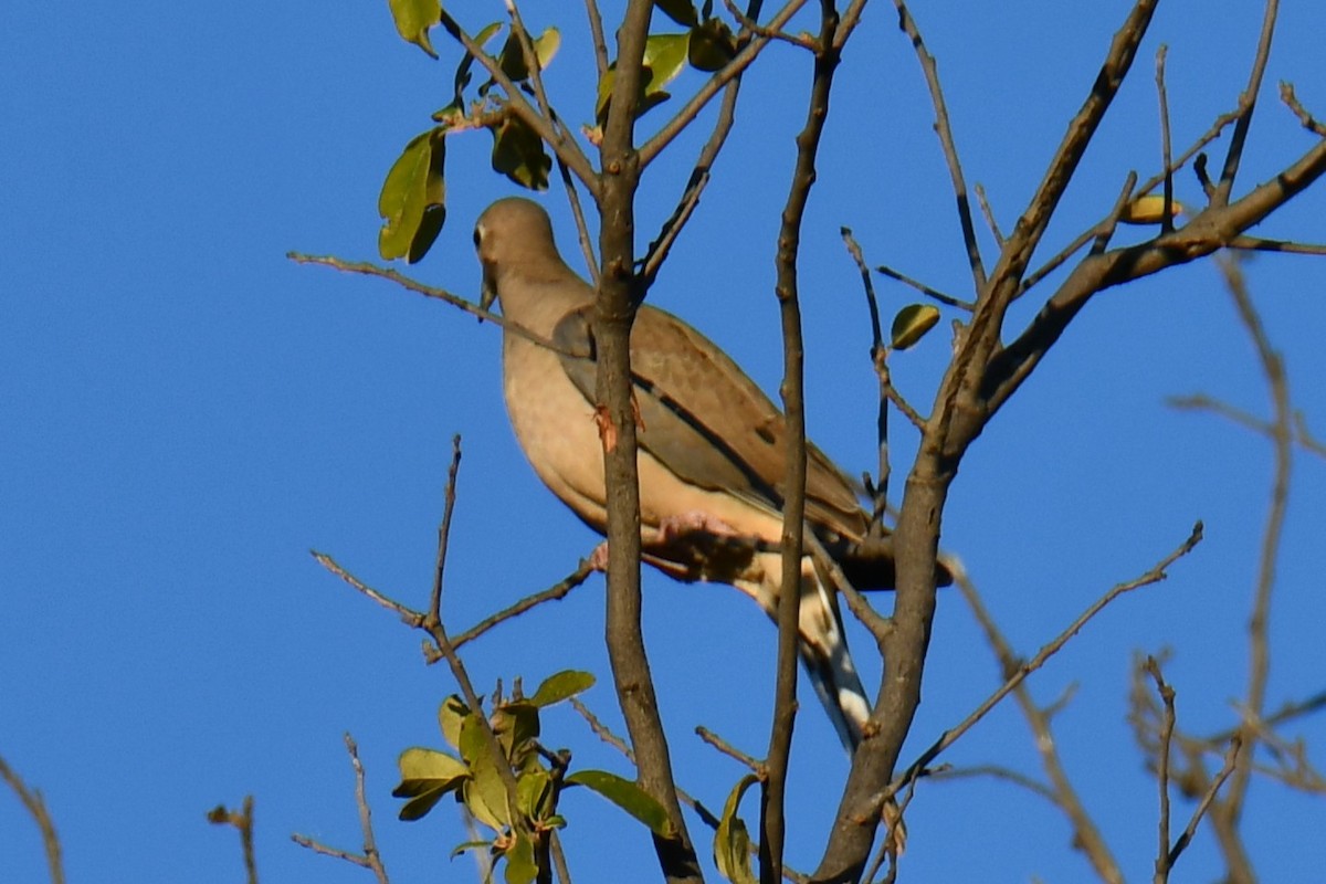 Mourning Dove - ML644715427
