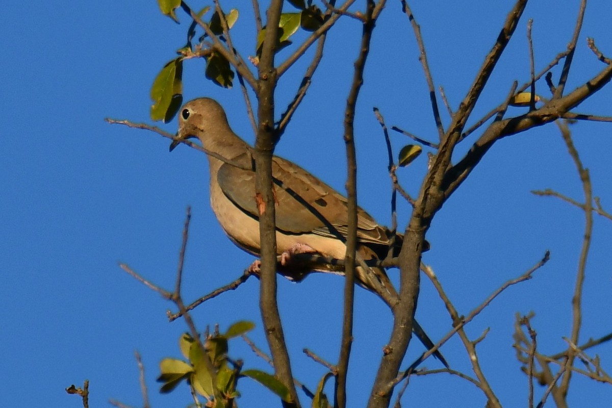 Mourning Dove - ML644715428