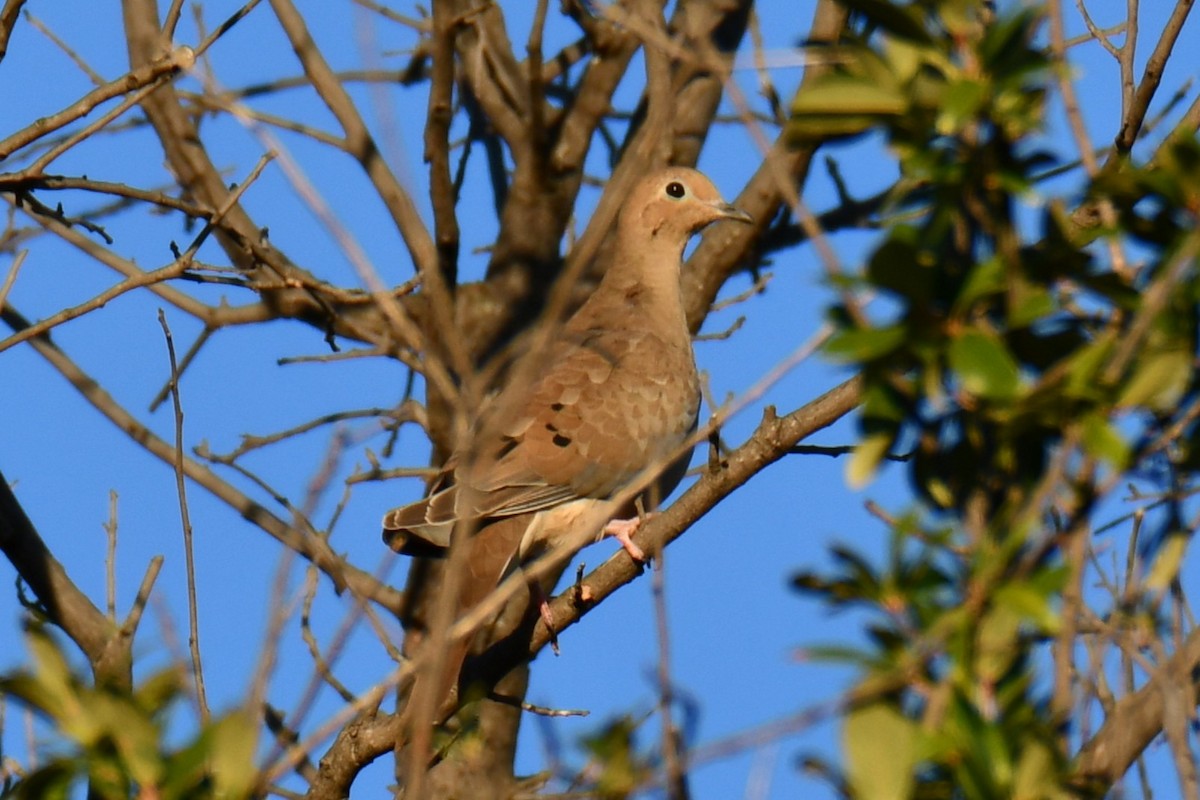 Mourning Dove - ML644715429