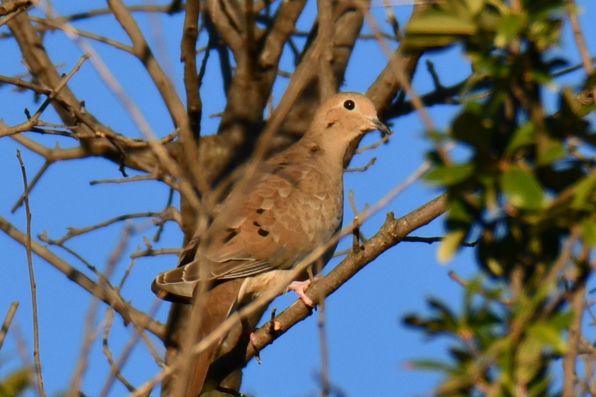 Mourning Dove - ML644715430