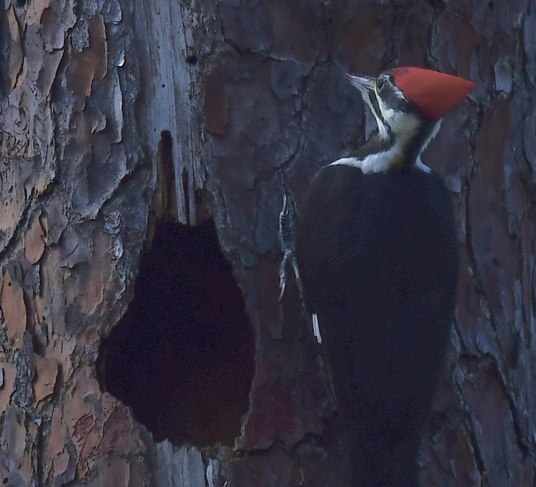 Pileated Woodpecker - ML644715435