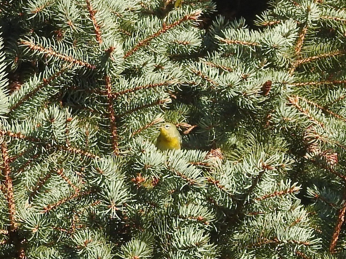 Northern Parula - ML644715437