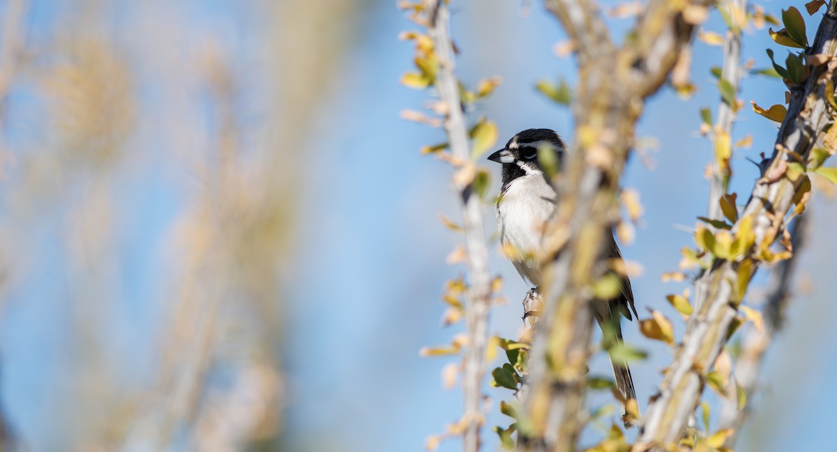 Black-throated Sparrow - ML644715452
