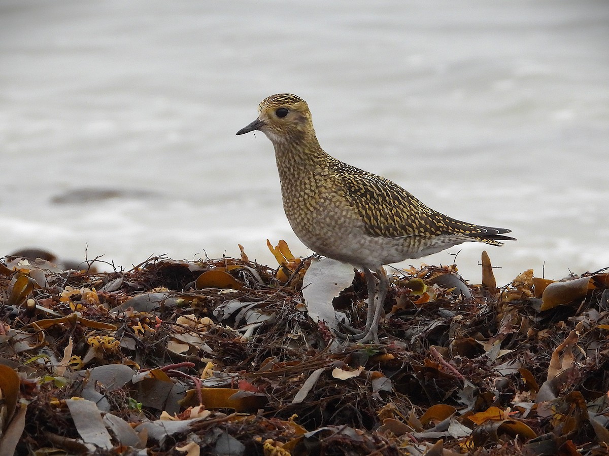 European Golden-Plover - ML644715470
