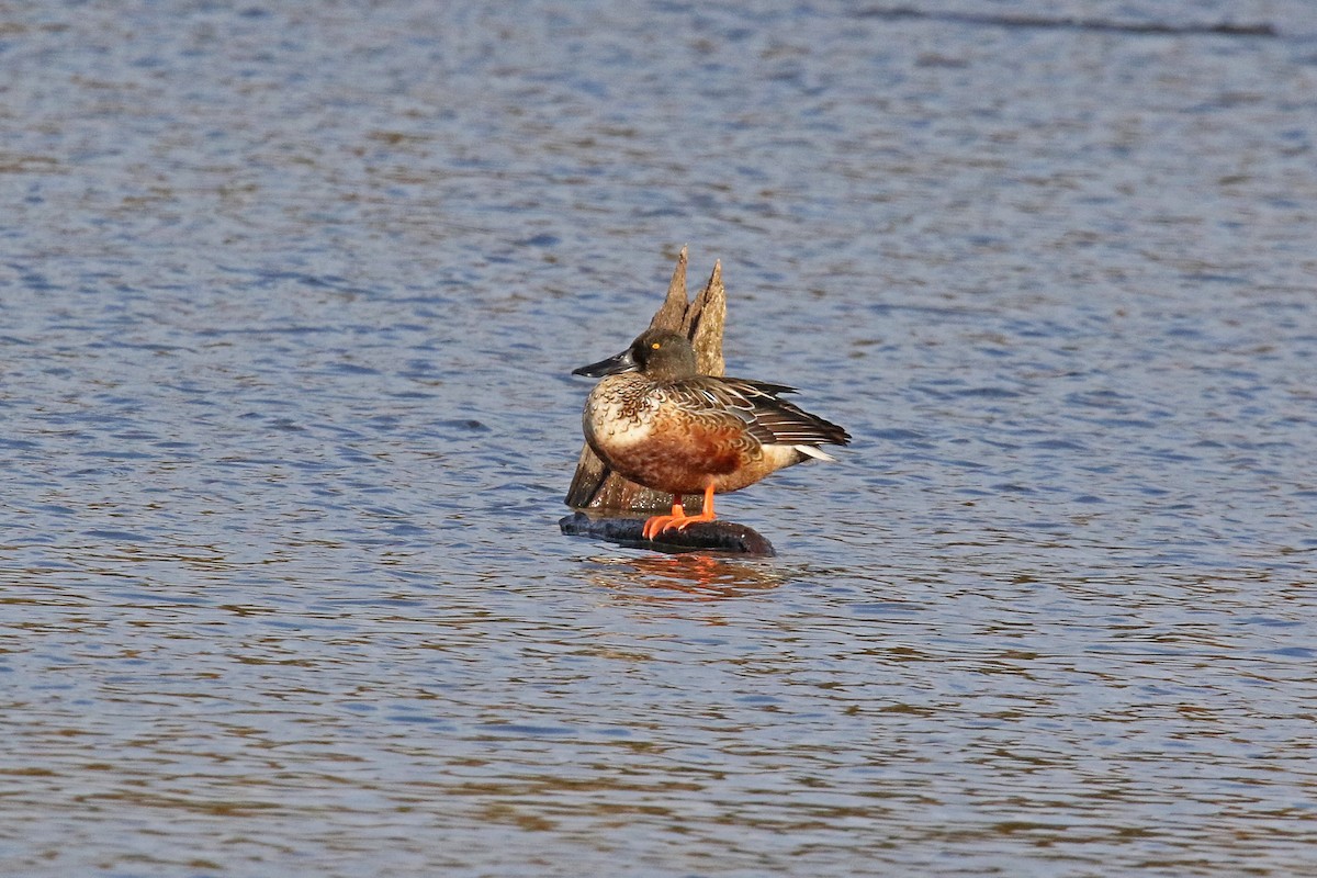 Northern Shoveler - ML644715471