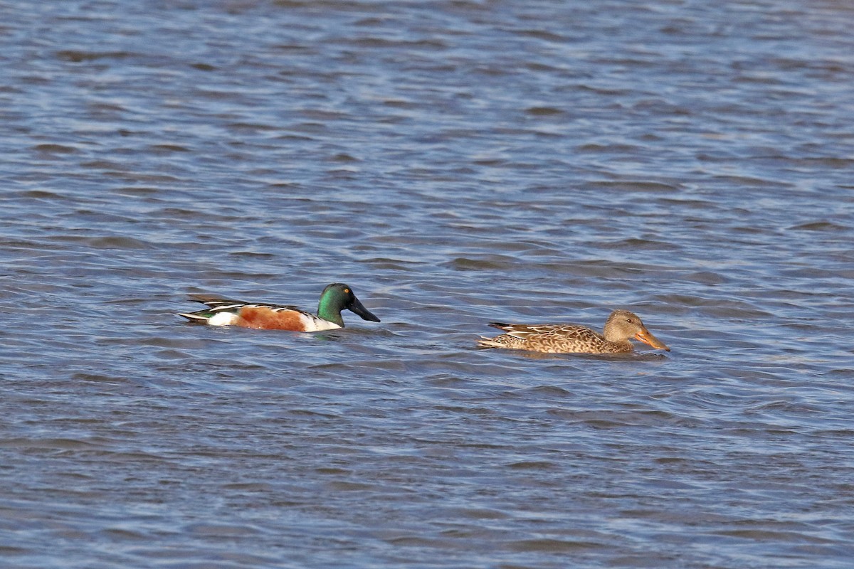 Northern Shoveler - ML644715472