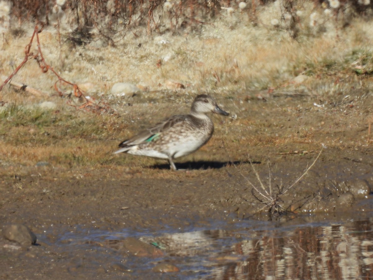 Çamurcun - ML644715473