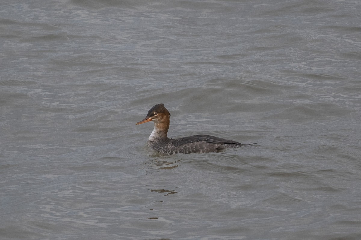Red-breasted Merganser - ML644715506
