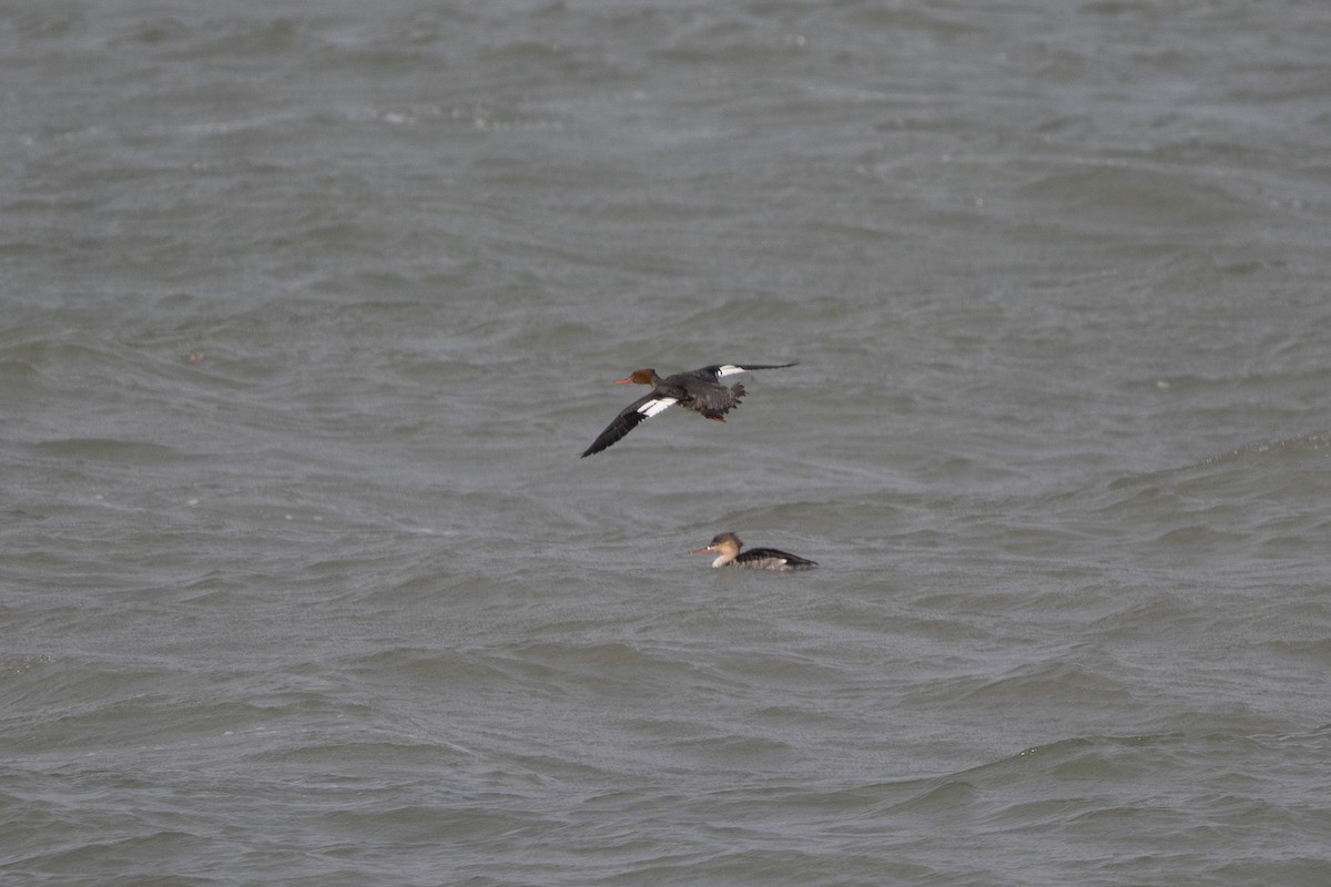 Red-breasted Merganser - ML644715508