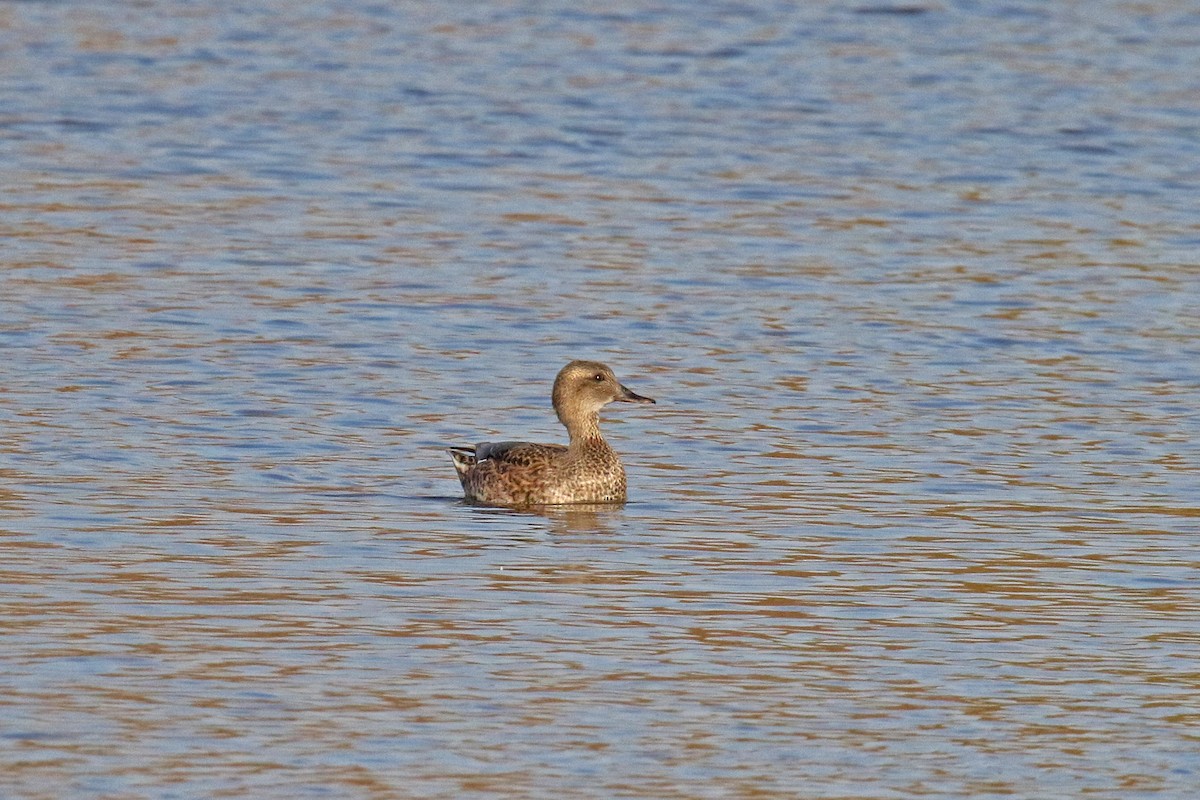 Gadwall - ML644715509