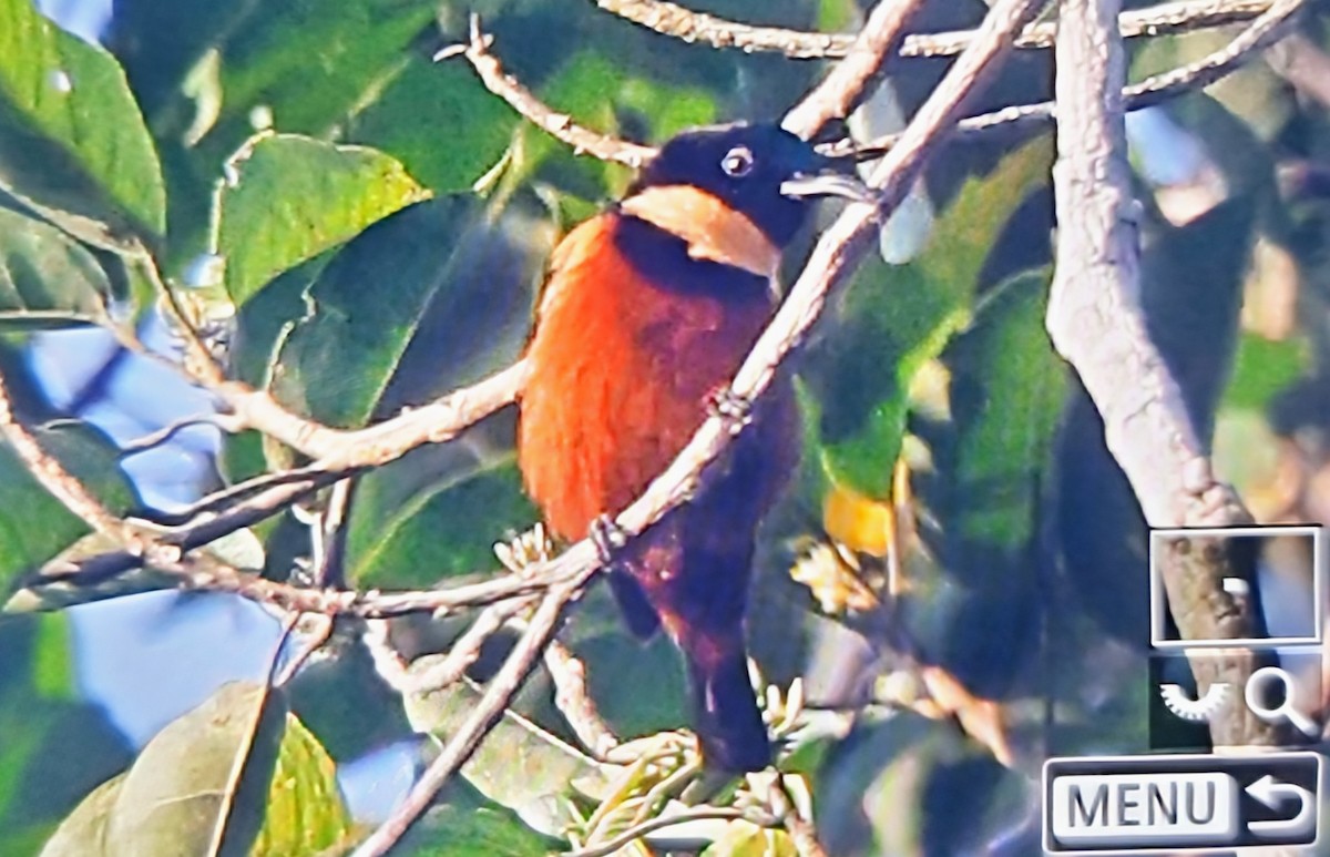 Souimanga d'Adelbert - ML644715511