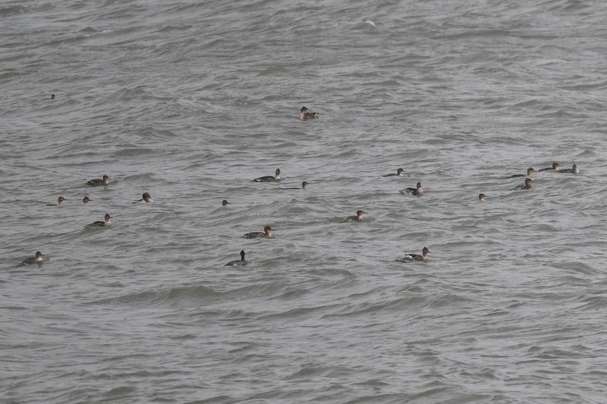 Red-breasted Merganser - ML644715512