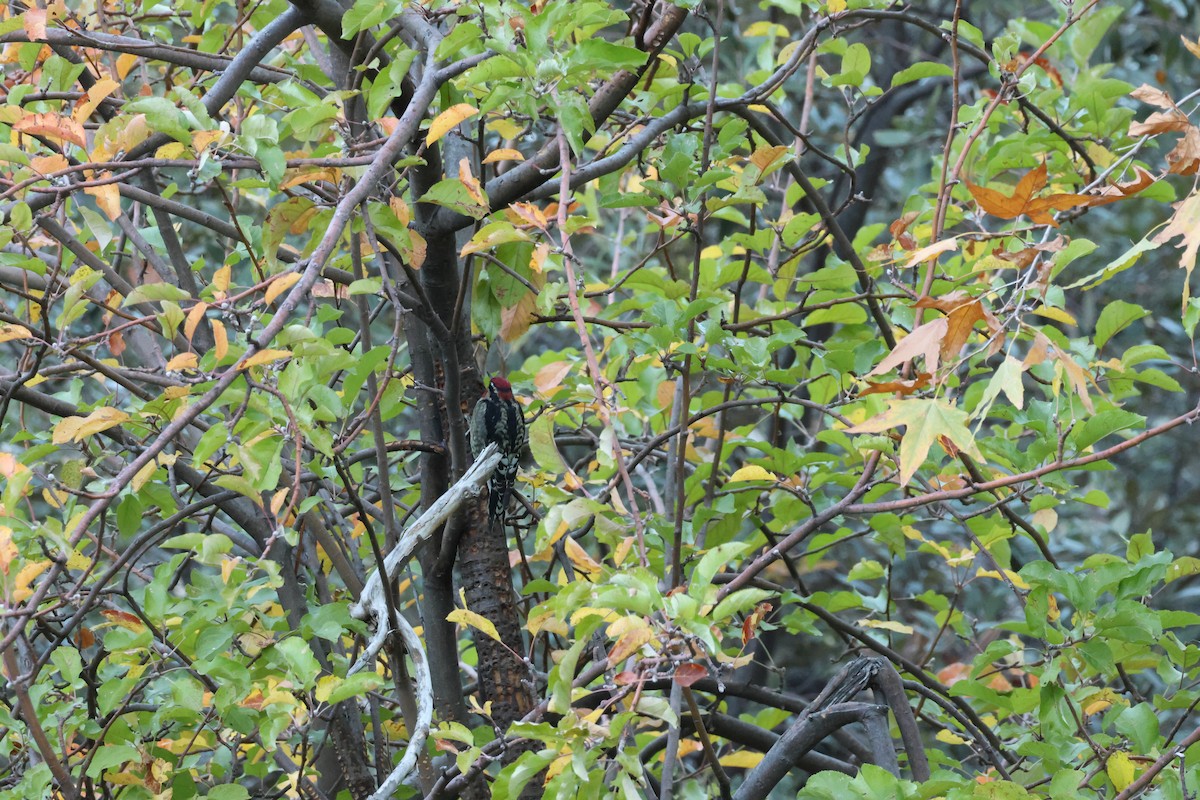 Rotnacken-Saftlecker - ML644715513