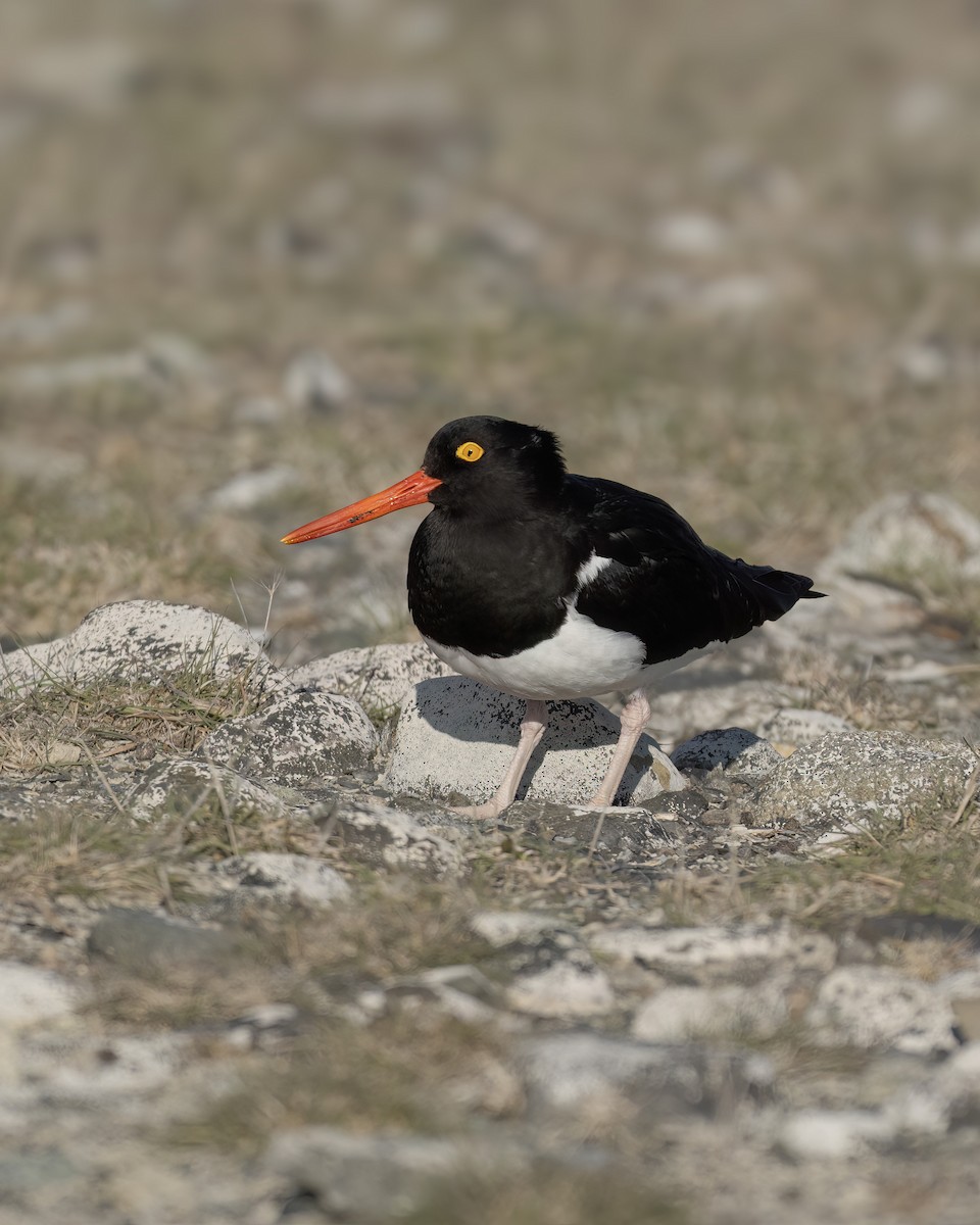 Magellanic Oystercatcher - ML644715528