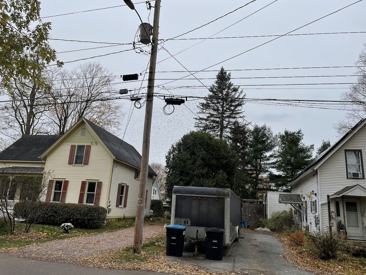 Common Grackle - ML644715531