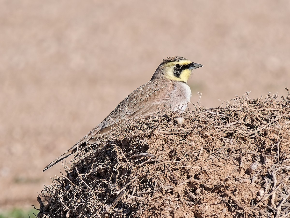 Жайворонок рогатий - ML644715532