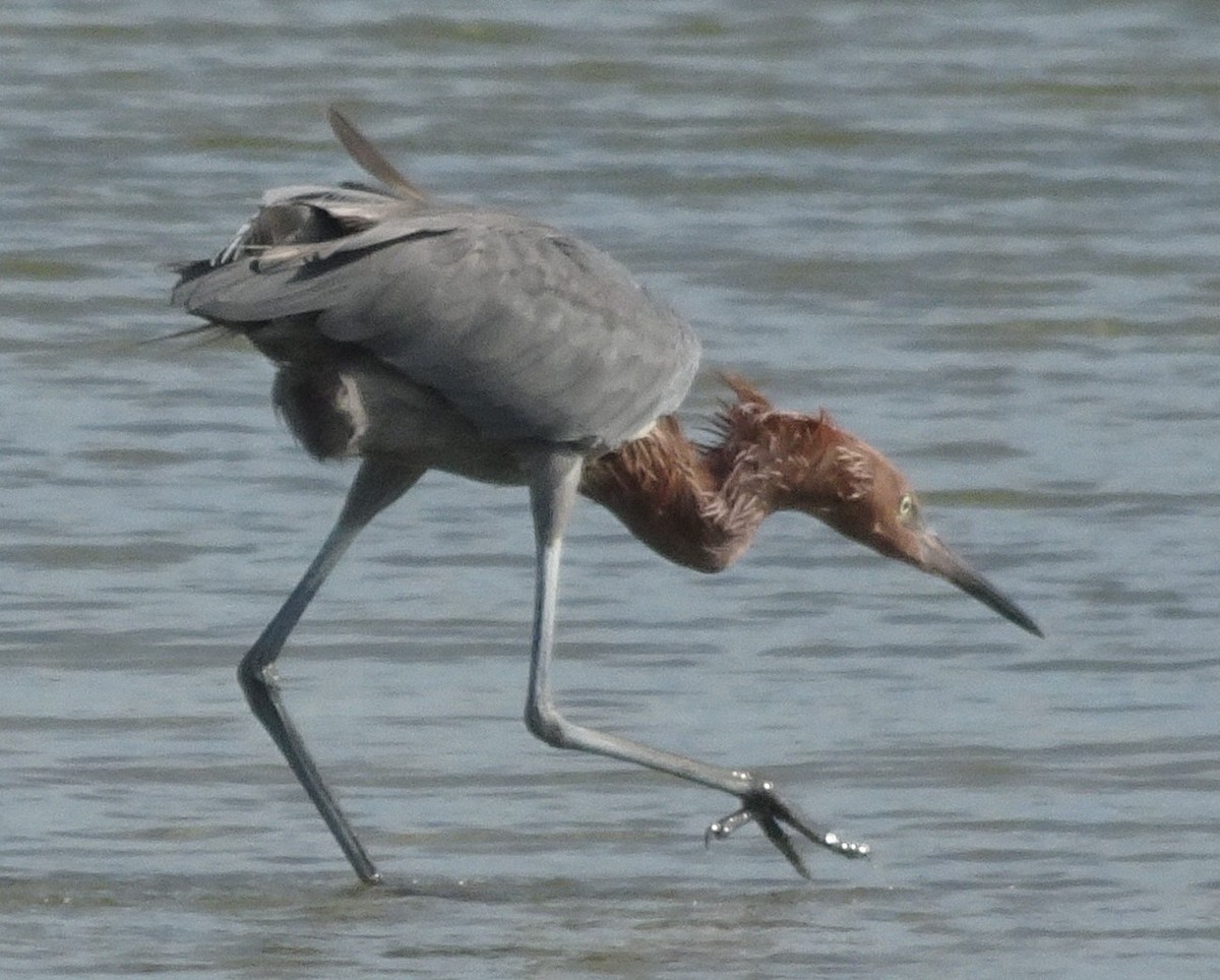 dansehegre - ML644715533