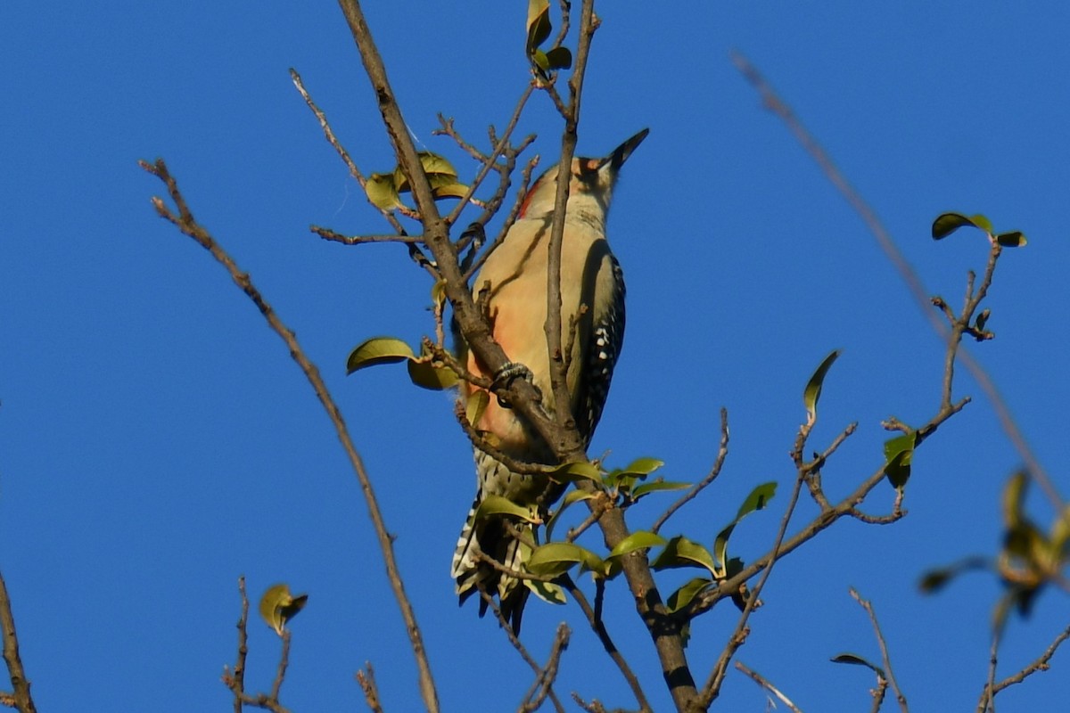 Carolinaspecht - ML644715537