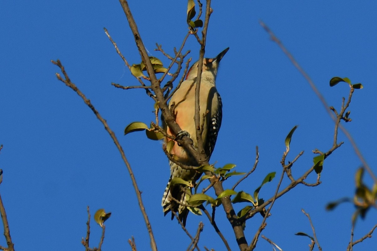 Carolinaspecht - ML644715538