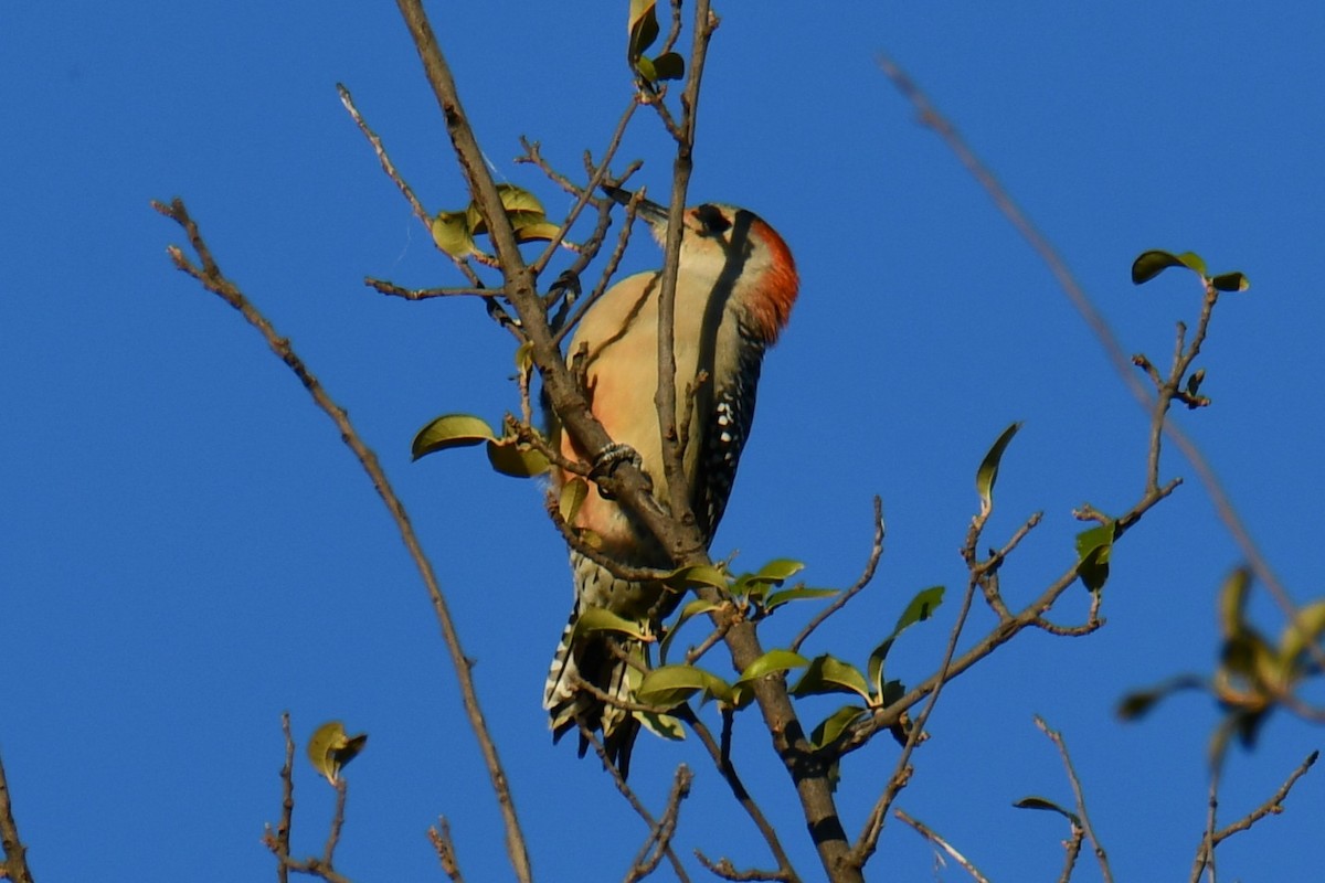 Carolinaspecht - ML644715539