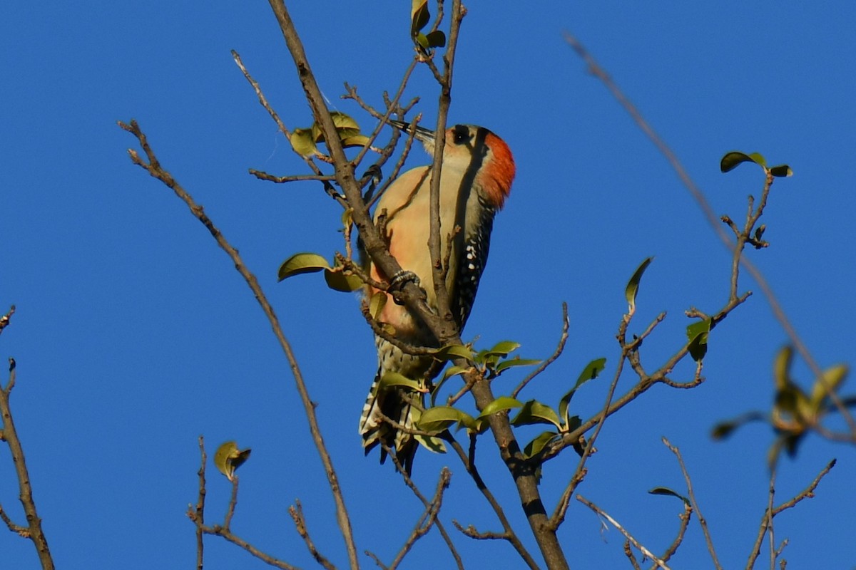 Carolinaspecht - ML644715540