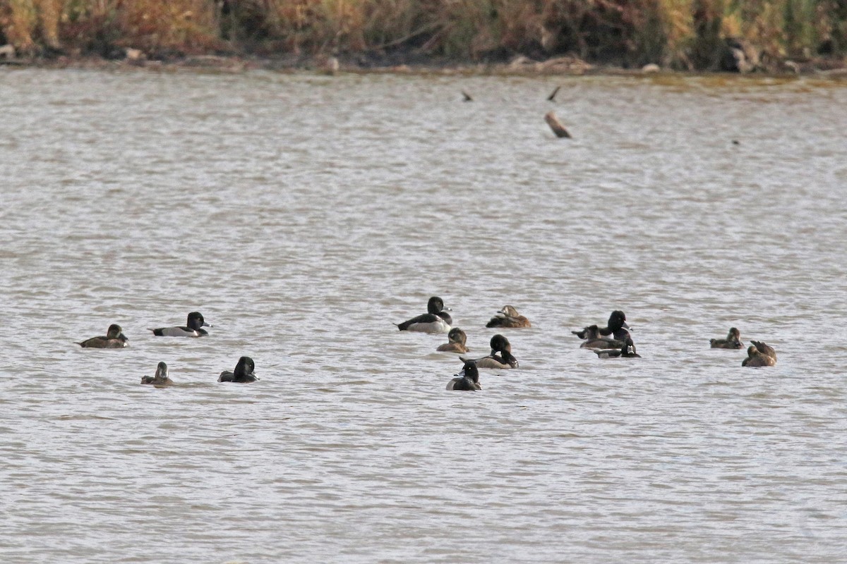 Ring-necked Duck - ML644715541