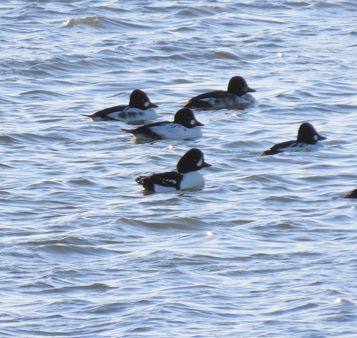 Barrow's Goldeneye - ML644715542