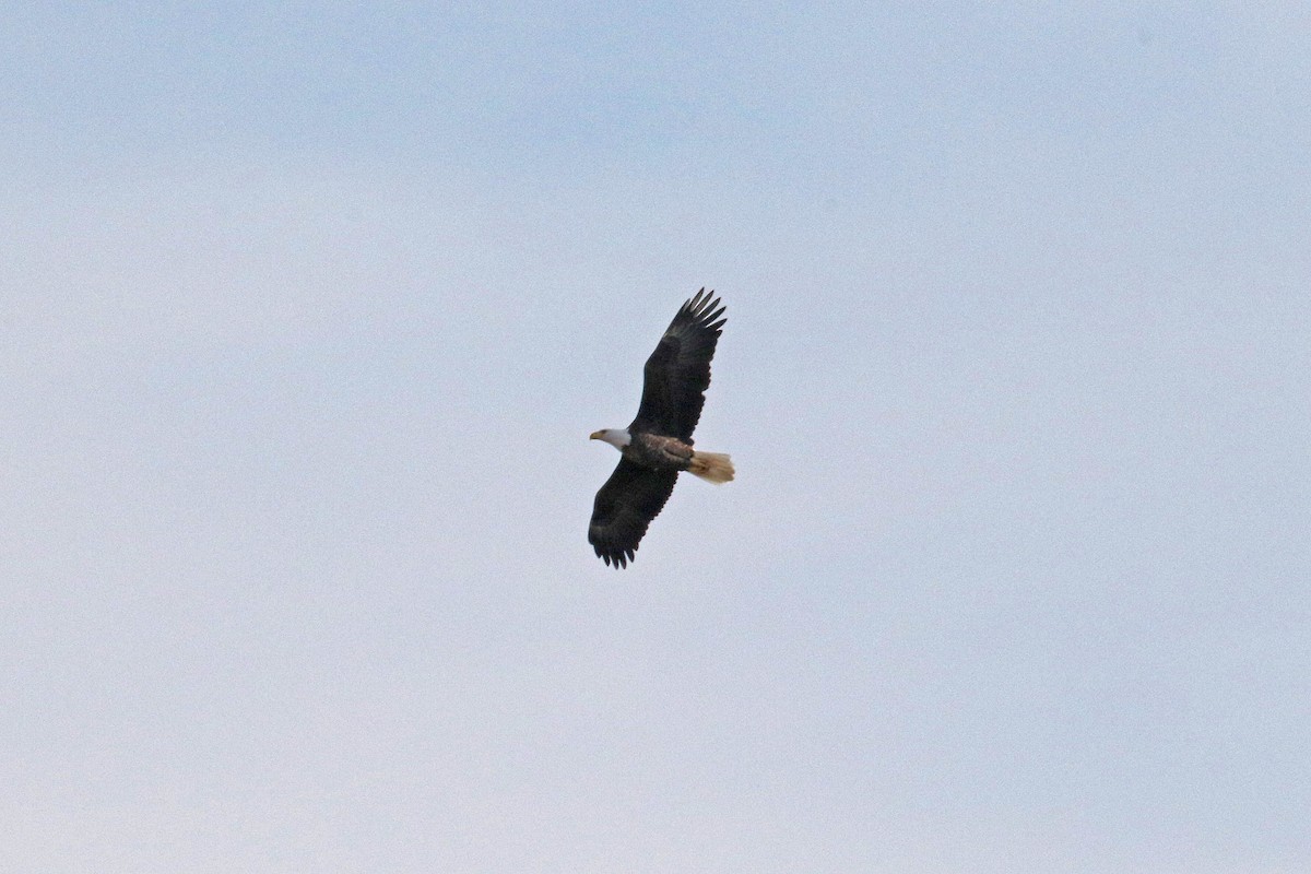 Bald Eagle - ML644715553