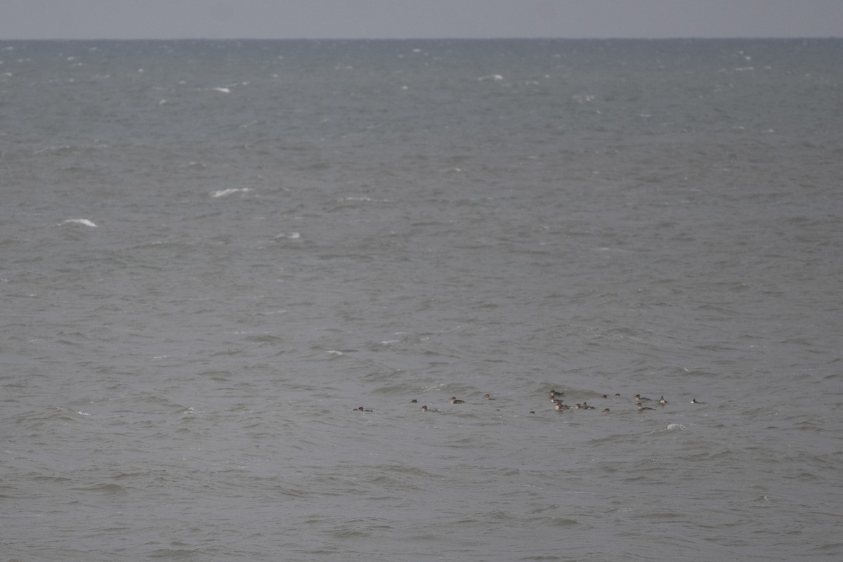 Red-breasted Merganser - ML644715556