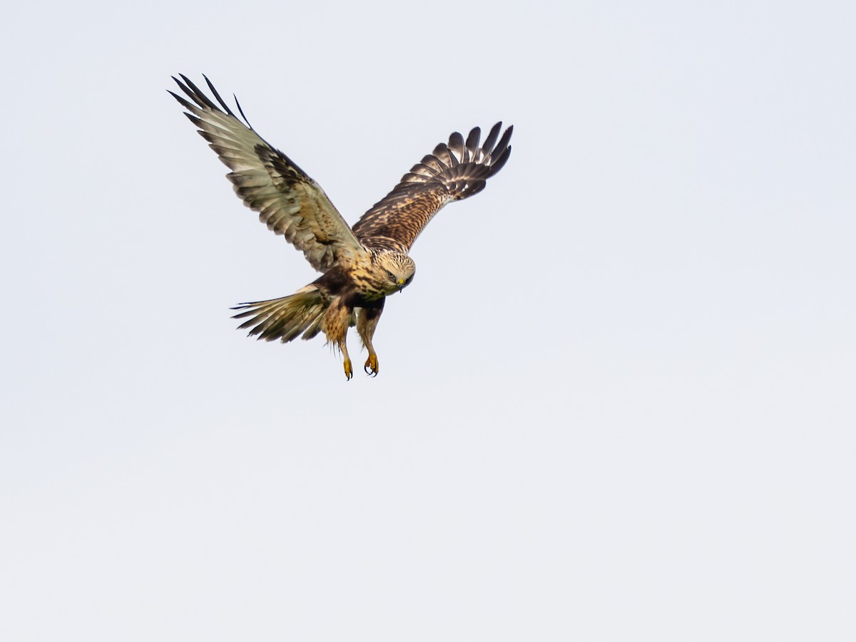 Poiana calzata - ML644715559