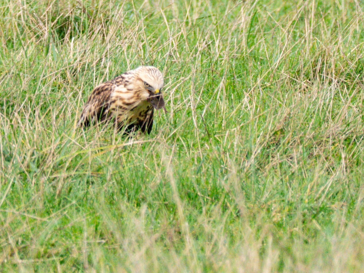 Poiana calzata - ML644715560