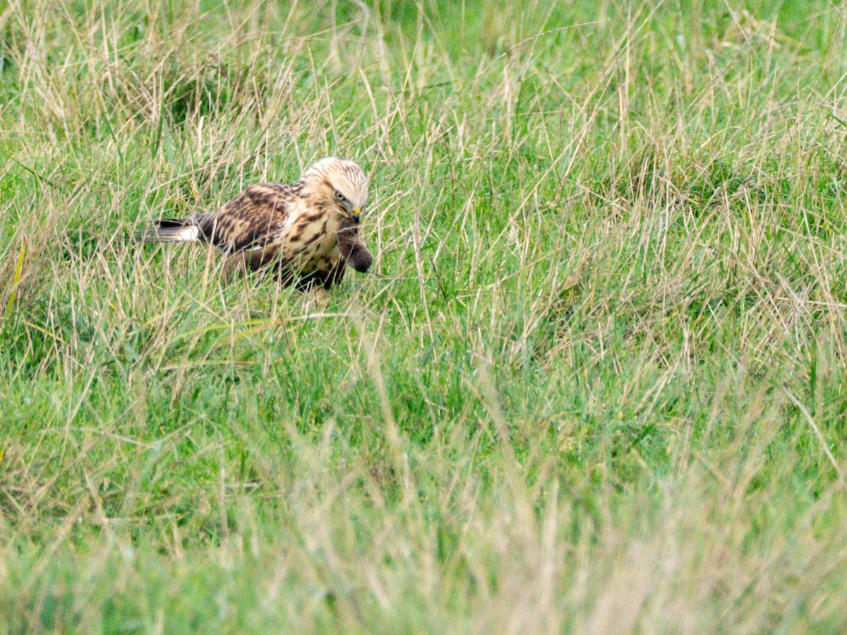 Poiana calzata - ML644715561