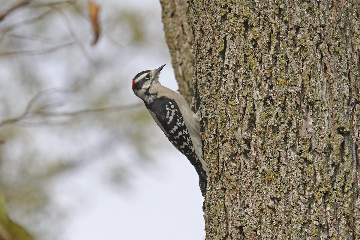 Pic mineur - ML644715564