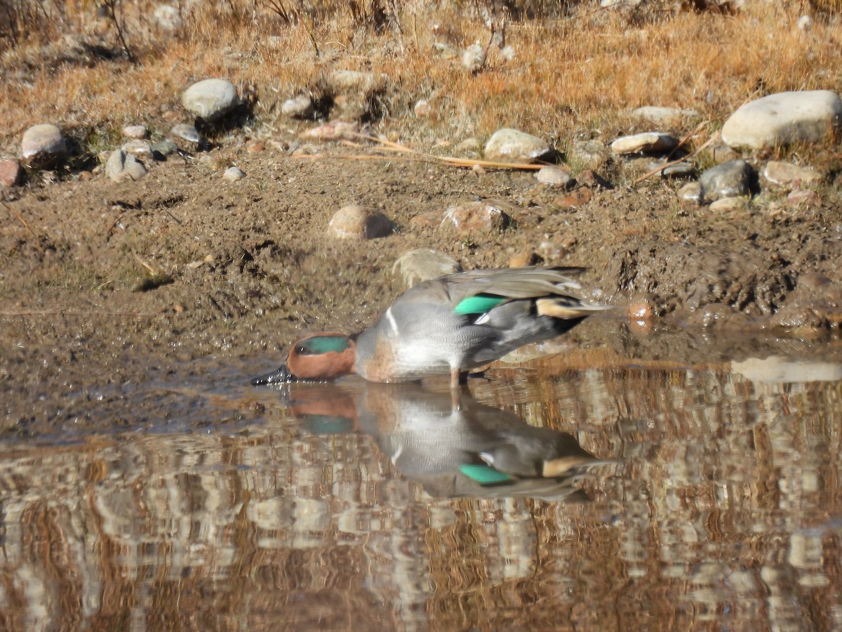 Çamurcun - ML644715572