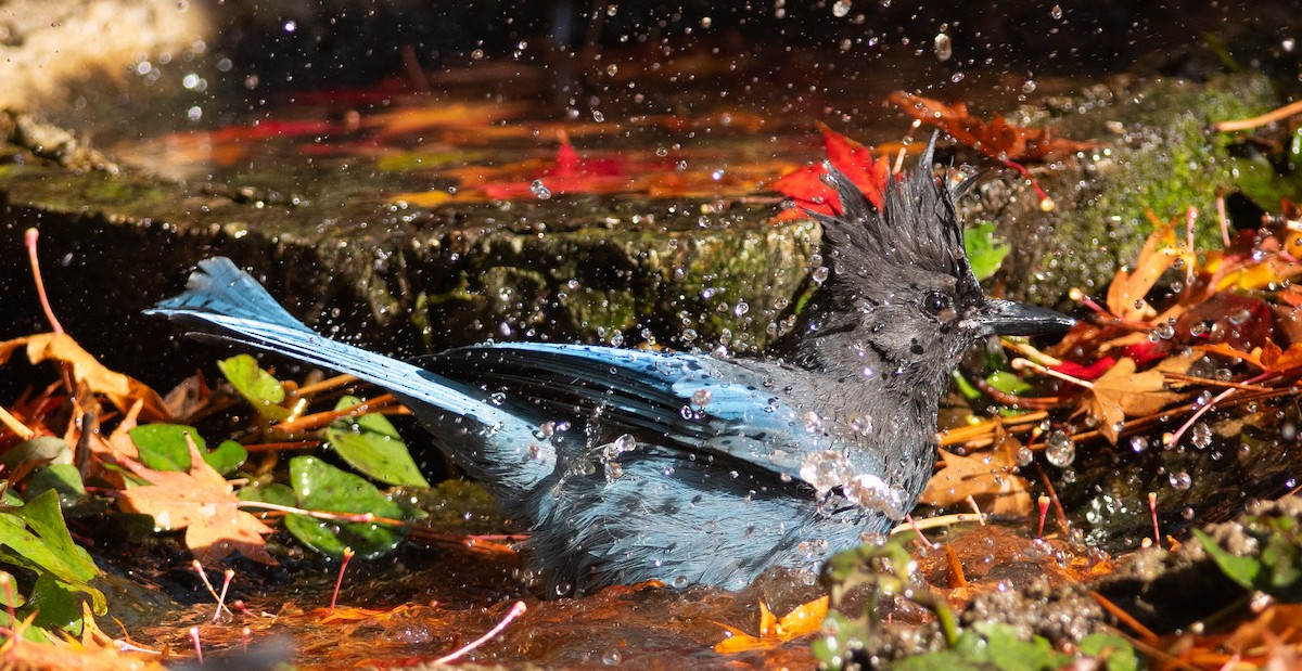 Steller Kargası - ML644715577