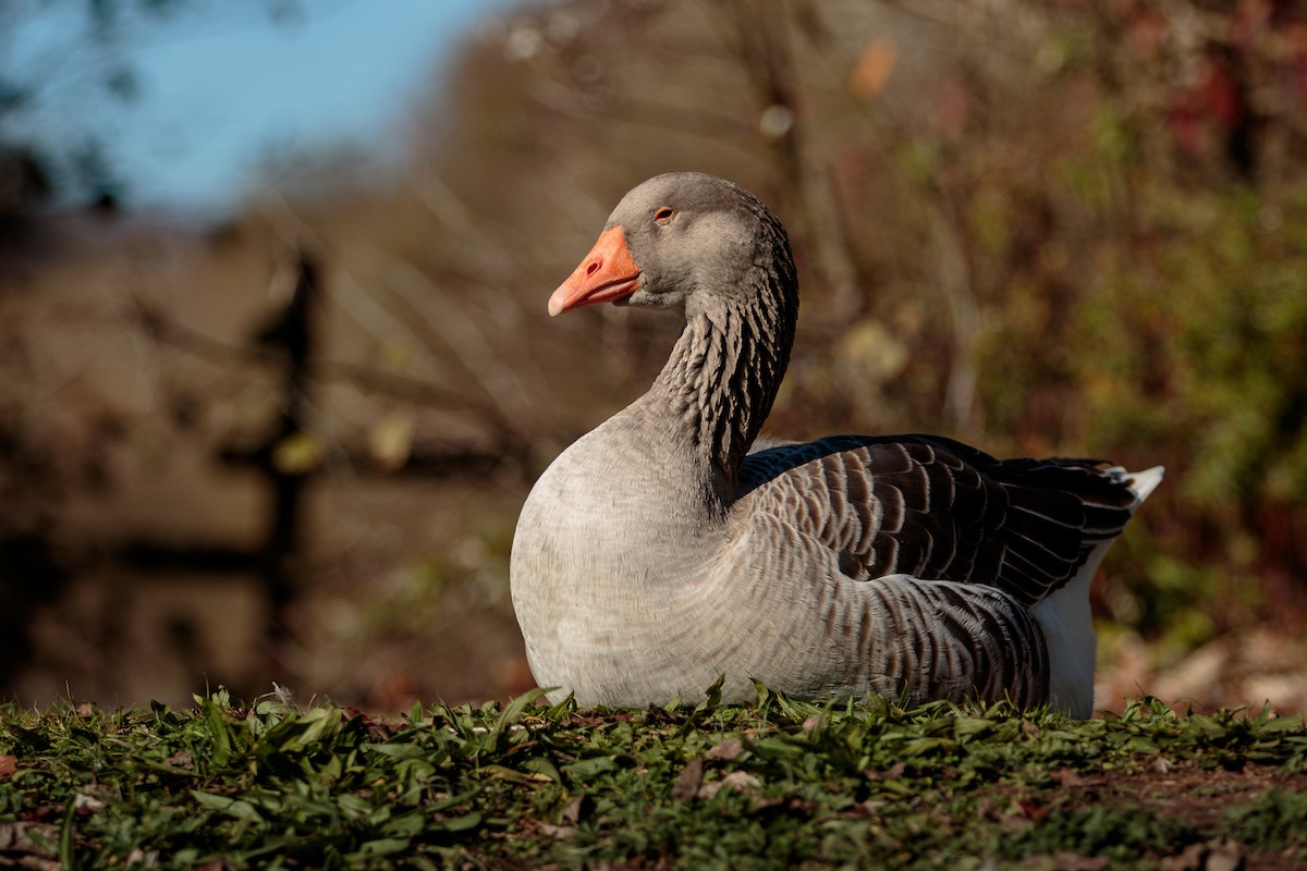 husa velká - ML644715588