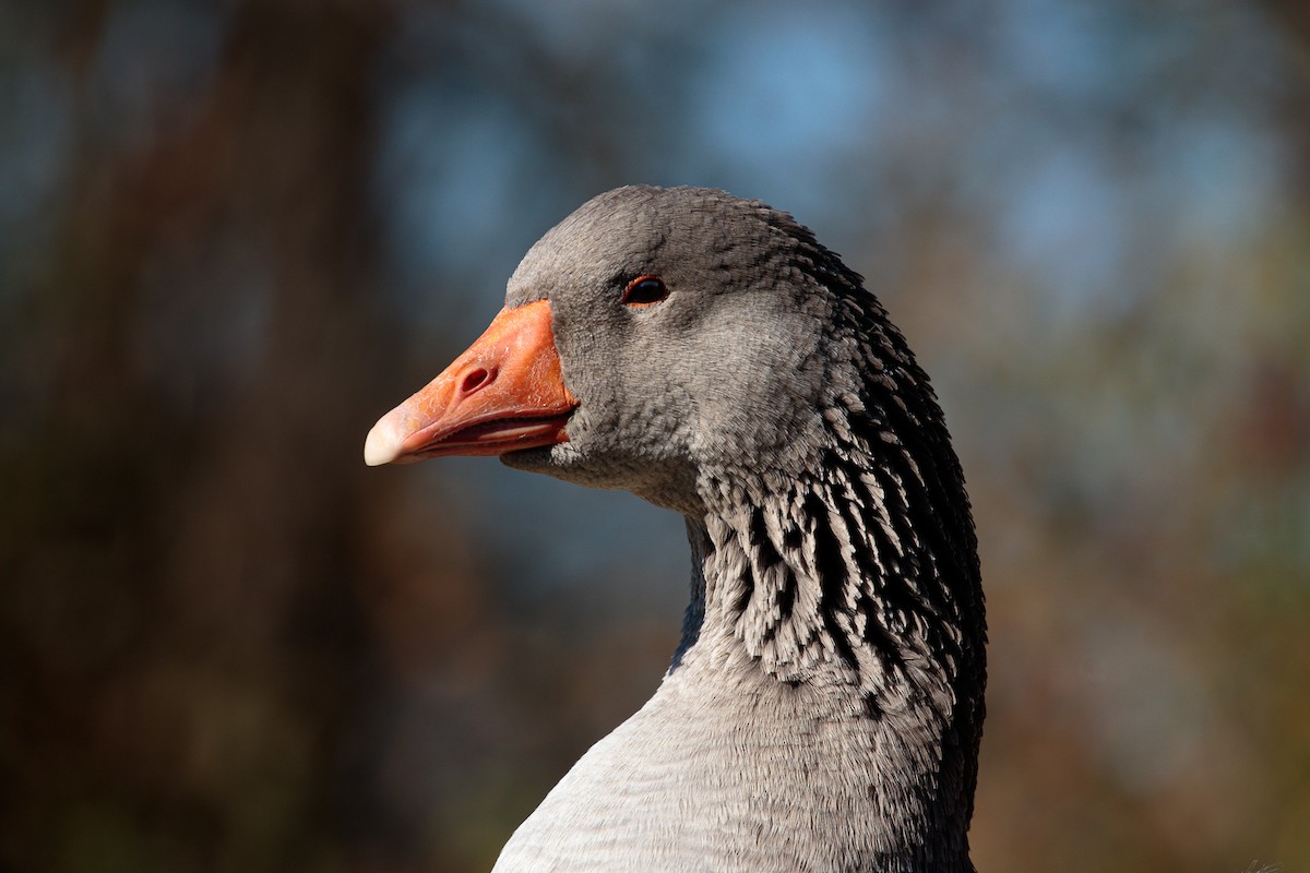 husa velká - ML644715589