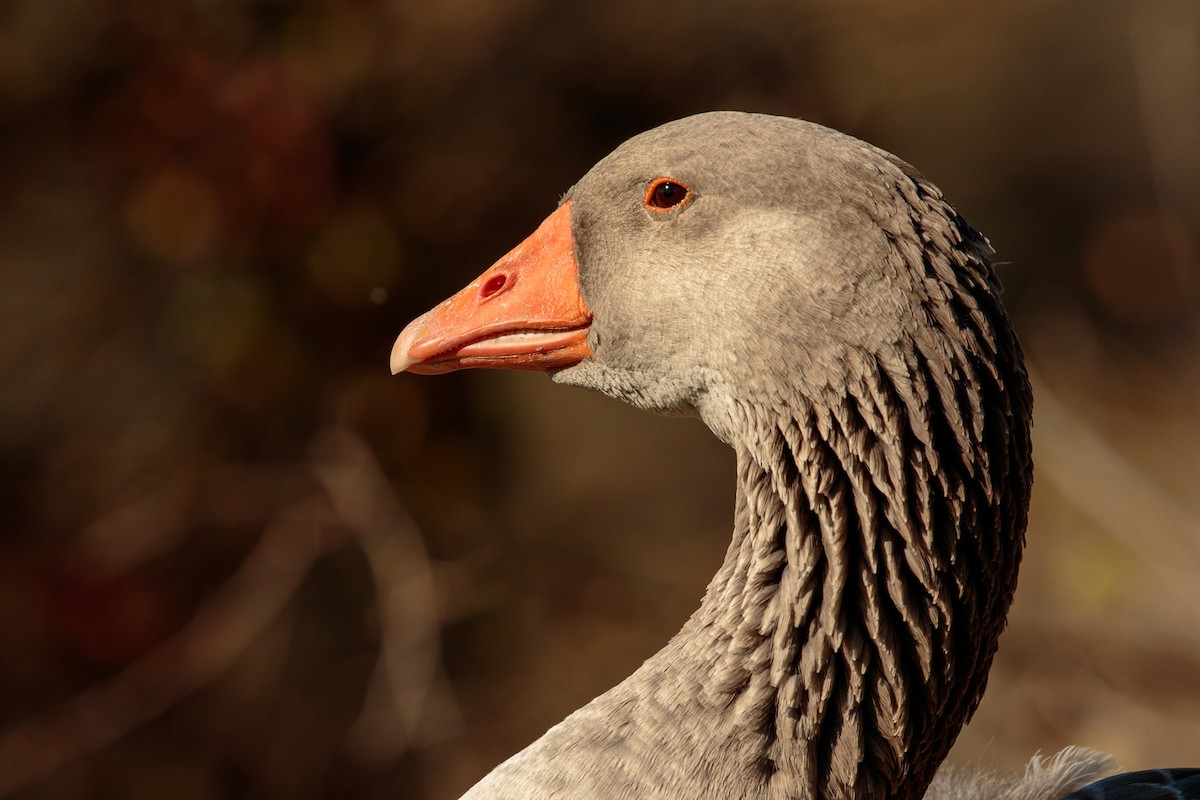 husa velká - ML644715590