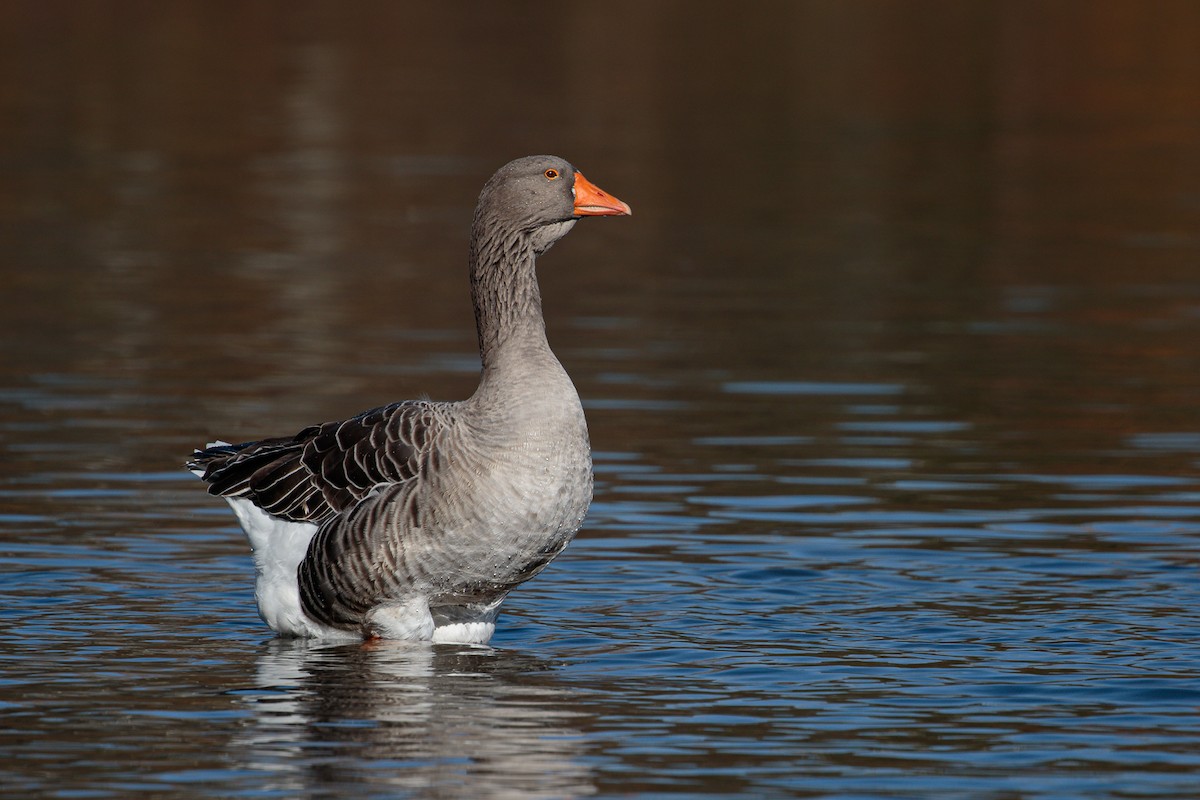 husa velká - ML644715591