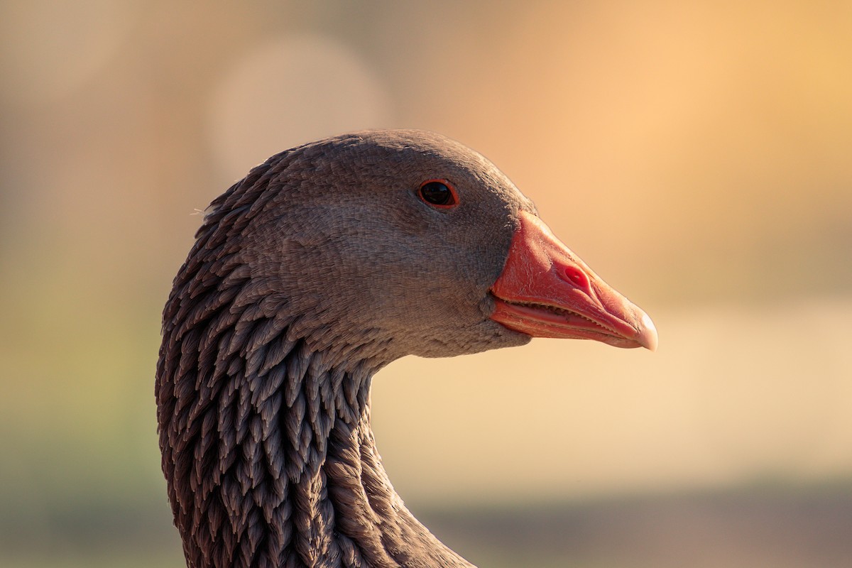 husa velká - ML644715592