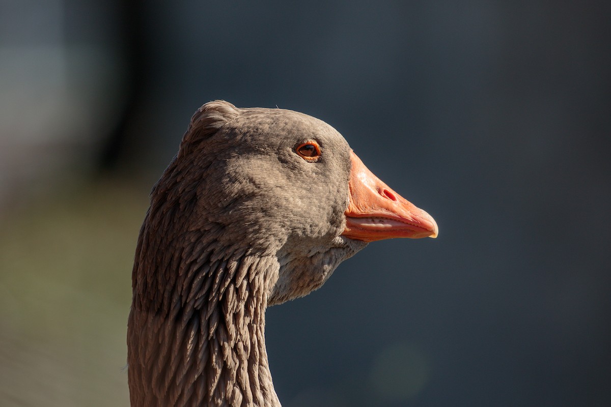 husa velká - ML644715593