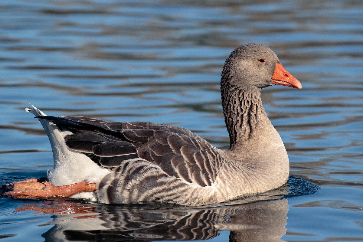 husa velká - ML644715594