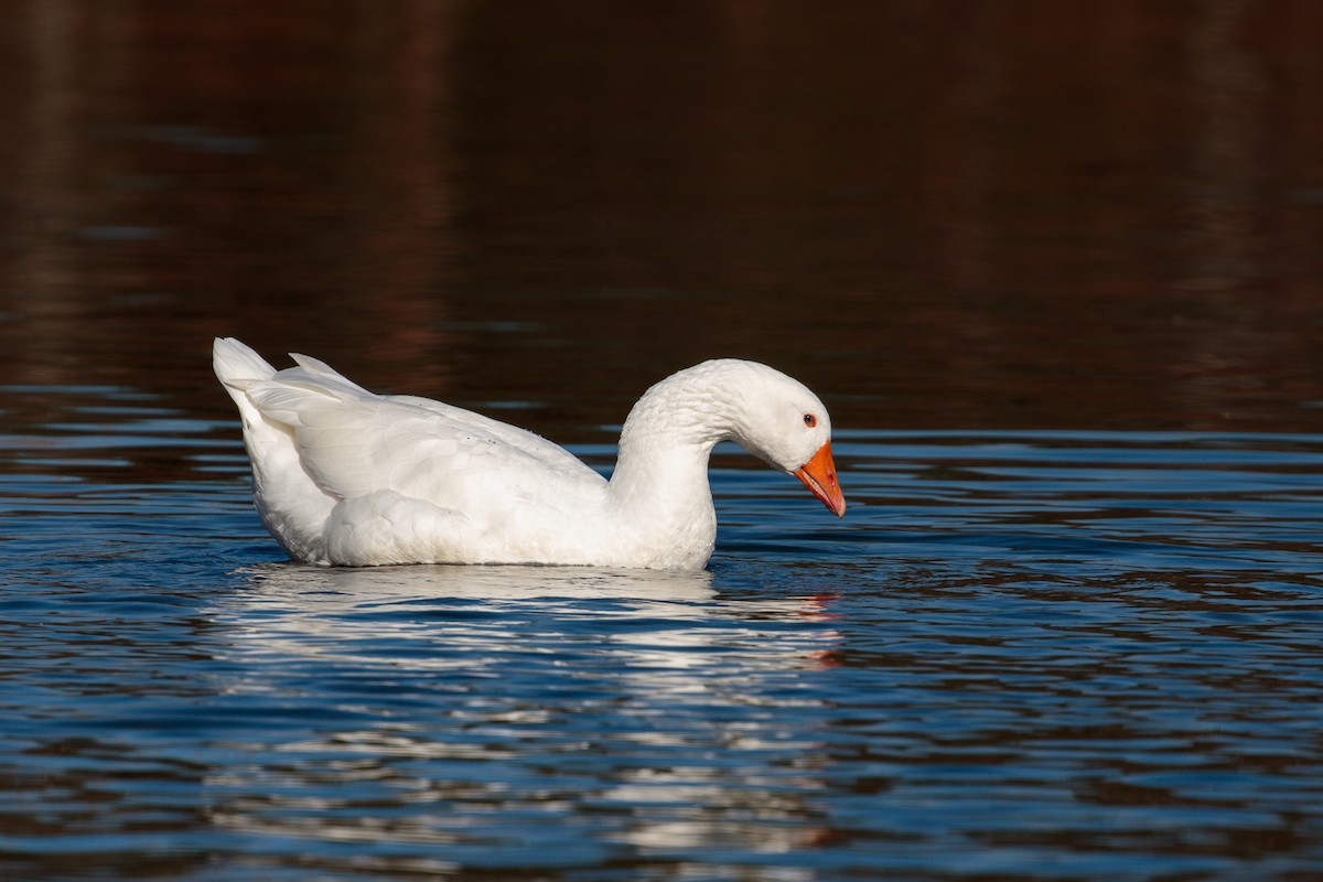 Domestic goose sp. (Domestic type) - ML644715600