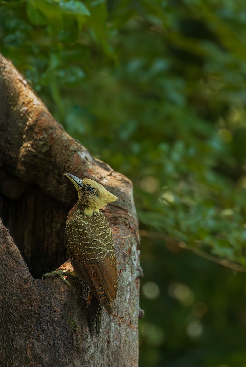 Pale-crested Woodpecker - ML644715612
