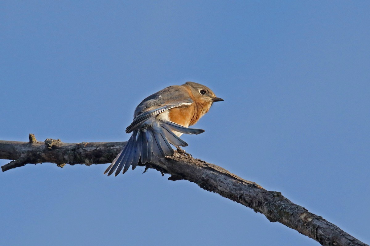 Eastern Bluebird - ML644715615
