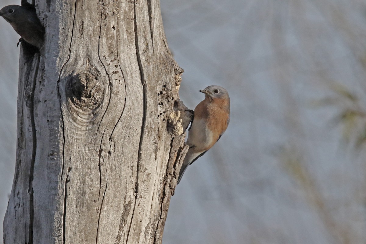 Eastern Bluebird - ML644715616