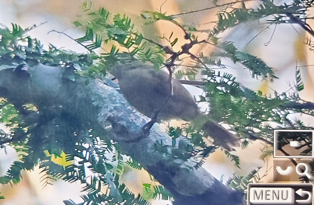 Малый бюльбюль - ML644715624