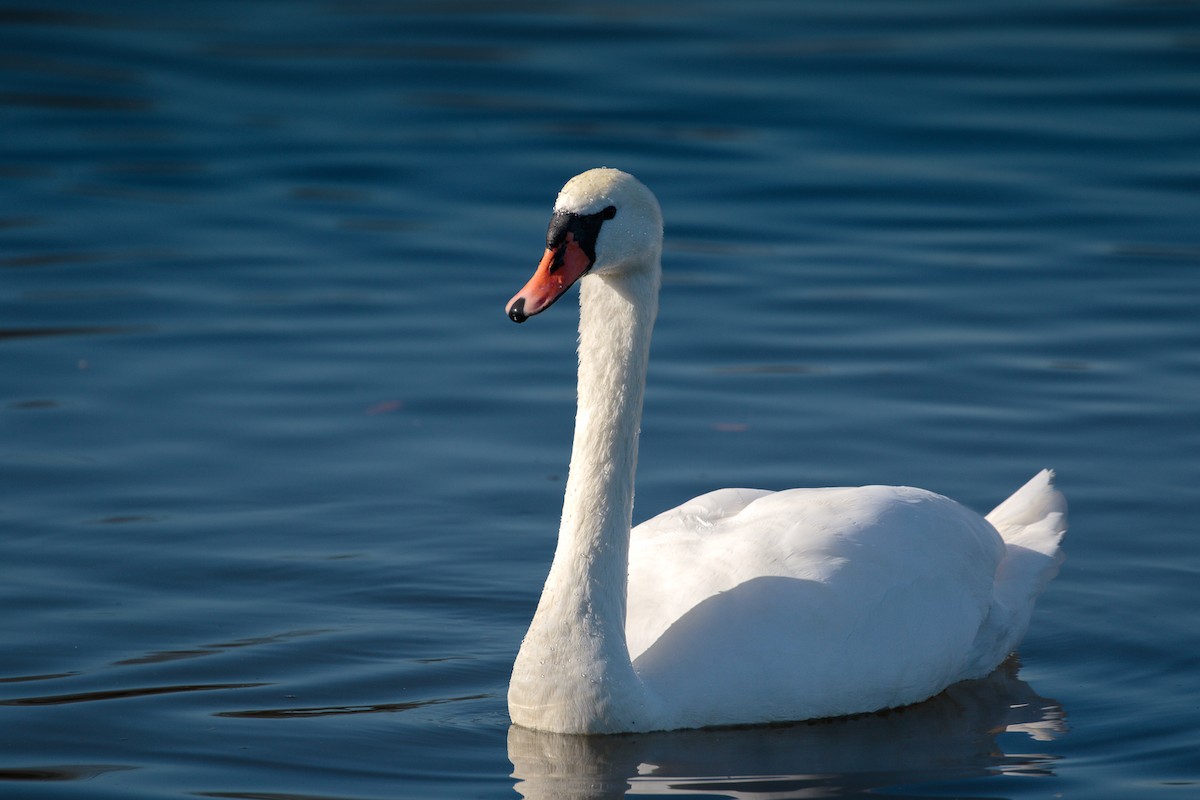 Лебідь-шипун - ML644715625