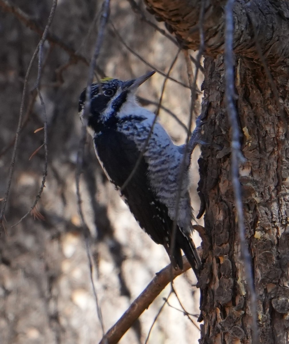 Amerika Üç Parmaklı Ağaçkakanı - ML644715631